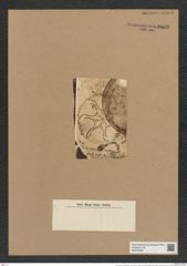 Asterolampra weissflogii Grun. (de-Toni-Nr.: Genus 235, Species 5680) Zeichnungen Sammlung Grunow Nr. 9669 (NHMW-BOT-W0379605)